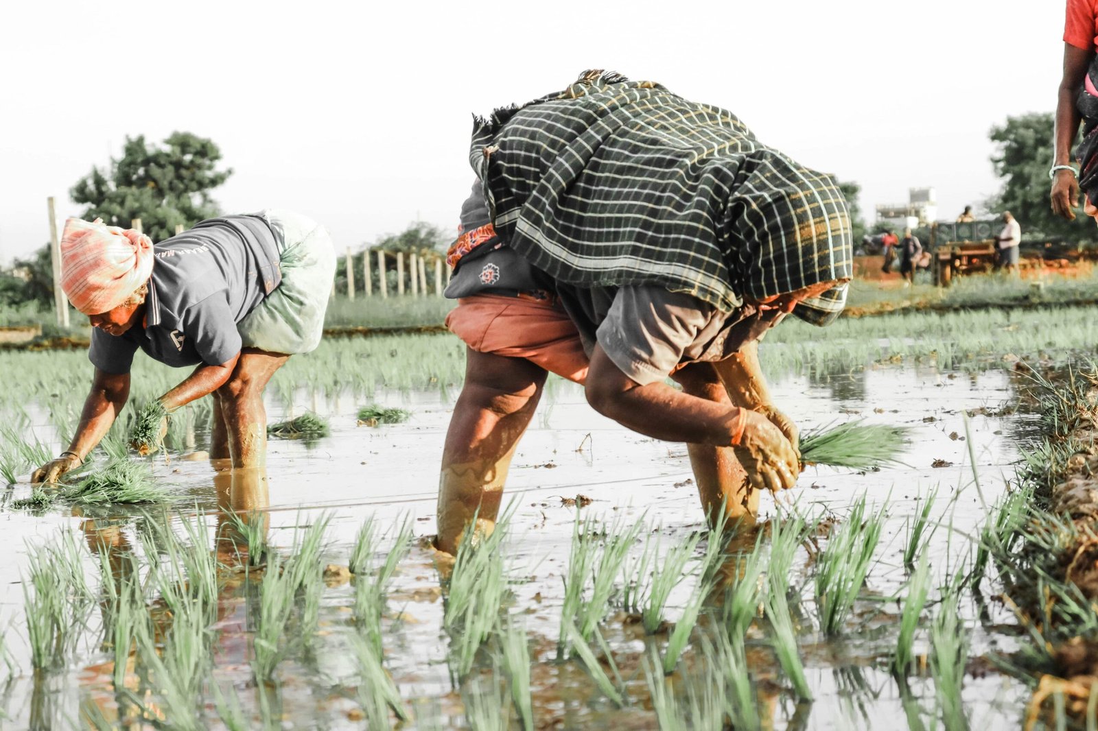 PM-Kisan 20th Instalment: Will farmers get their next payment this month? Check latest update