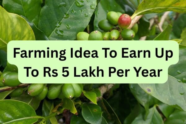 Can you earn Rs 5 lakh/year profit by growing this everyday commodity?
