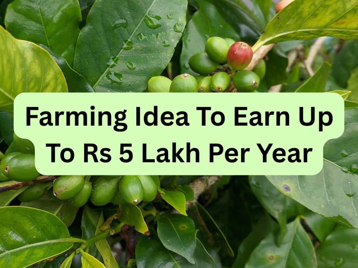 Can you earn Rs 5 lakh/year profit by growing this everyday commodity?