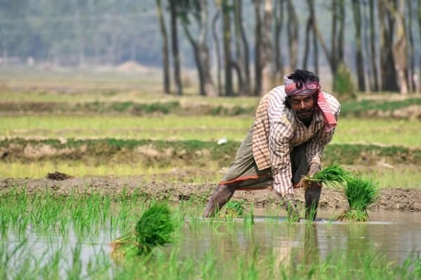 farmer producer organisations fpo scheme turnover success agriculture ministry