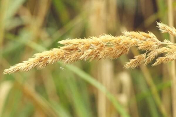 Consumer First: In fight against hoarders & speculators, Centre hikes wheat storage limits for retailers, wholesalers, big chain operators