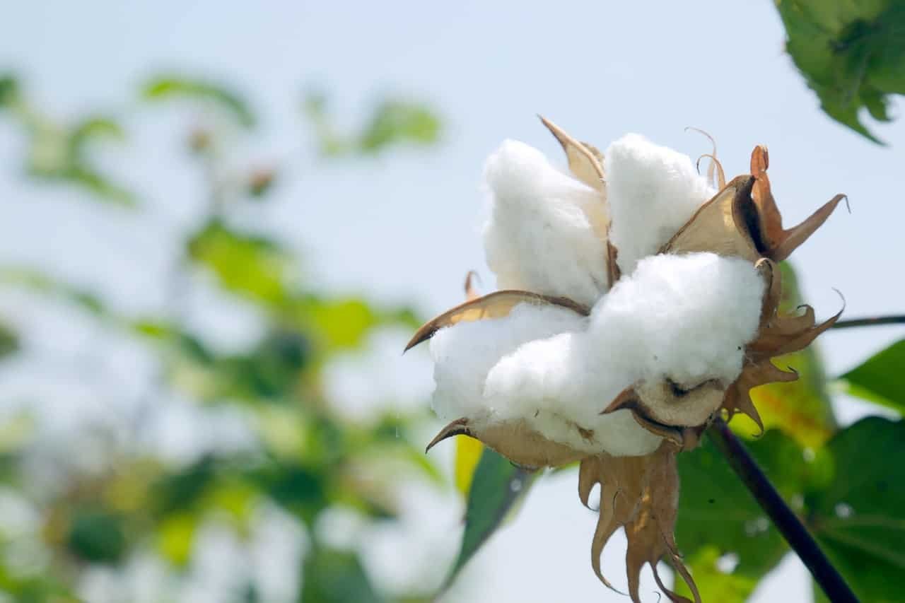 US poised to gain most from India’s raw cotton import duty waiver: GTRI