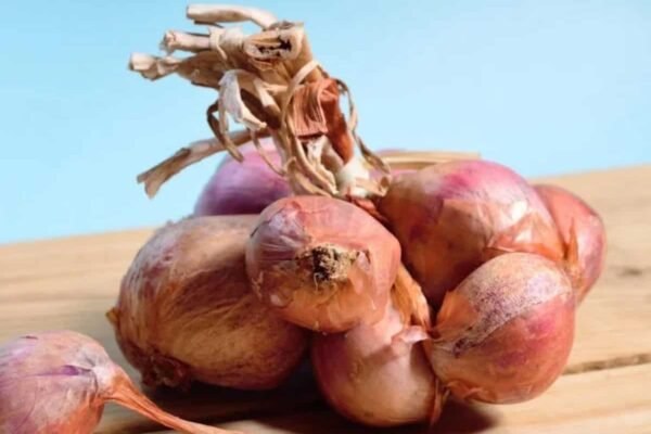 Onions at just Rs 25/kg? Subsidised supplies in this city soon—5 key takeaways