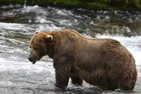 Japan to send troops to help stop bear attacks