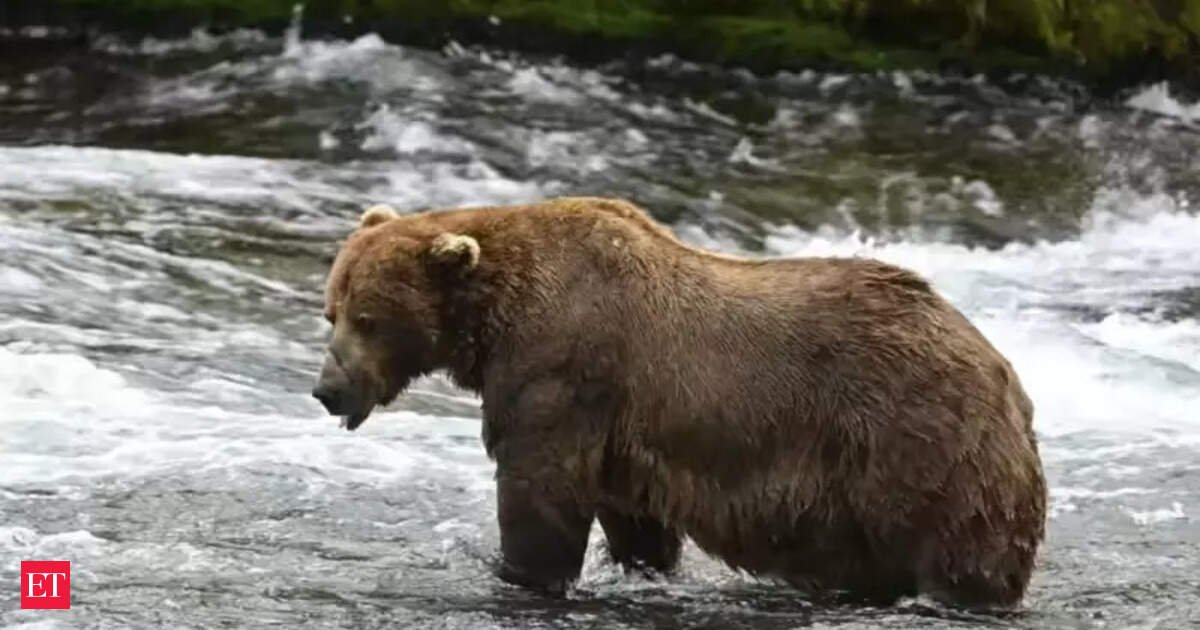 Japan to send troops to help stop bear attacks